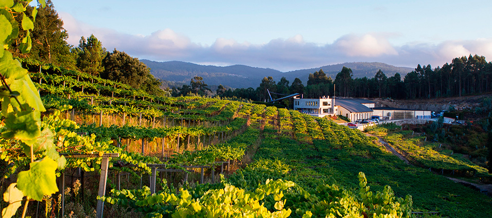 bodega mar de frades