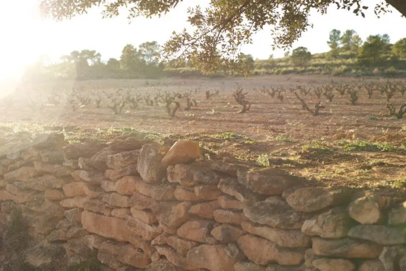 enrique mendoza finca