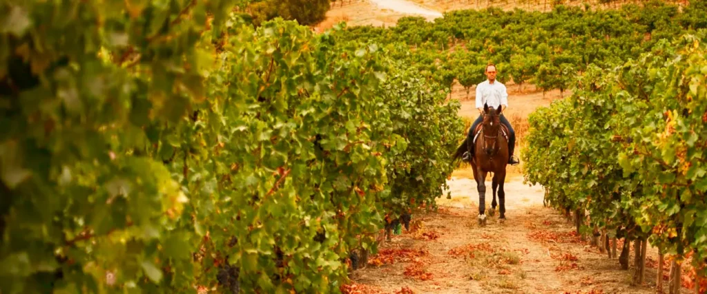 bodega tesalia caballo